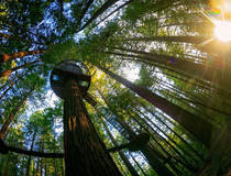 Redwoods Treewalk in Rotorua