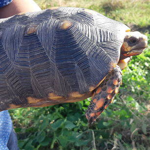 Colombia-Los-Llanos-schildpad