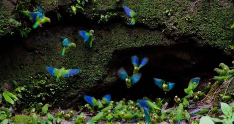 Ecuador-Amazone-colibri
