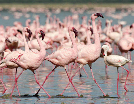 Kenia-Flamingos