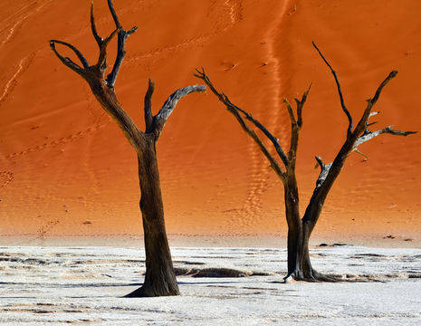 Namibie-Sossusvlei-natuur(12)