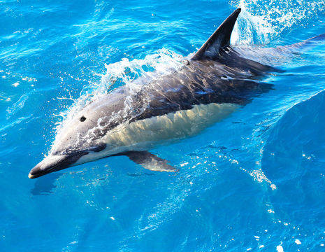 Nieuw-Zeeland-Bay-of-Islands-Paihia-dolfijn