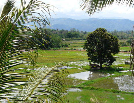 Sulawesi-Badavallei-Rijstveld