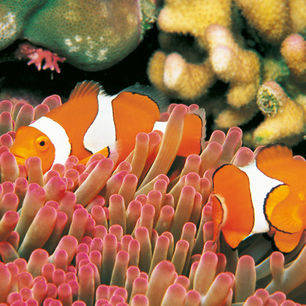 Australie-Great-Barrier-Reef-Nemo-visjes