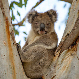 Australie-Kangaroo-Island-koala