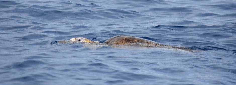 Zeeschildpad-bij-Isla-del-Cano-Corcovado-NP-2