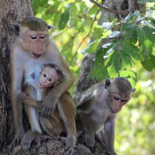 Sri-Lanka-Polonnaruwa-apen5_1