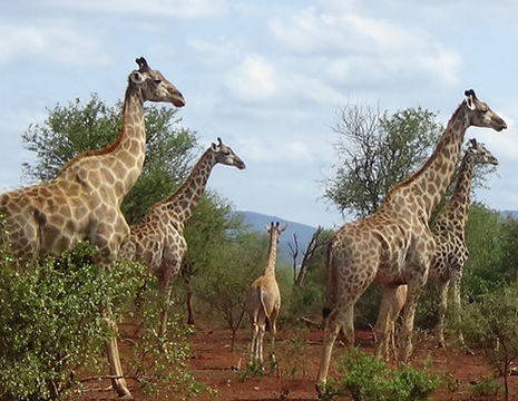 Zuid-Afrika-Mkuze-Game-Reserve-Giraf_1_348696