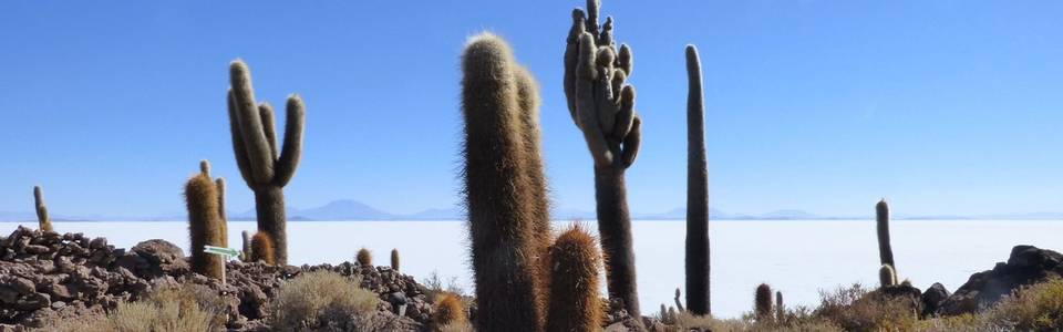 Cactustuin Salar de Uyuni