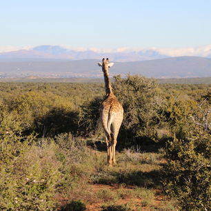 Zuid-Afrika-Oudtshoorn-Giraf