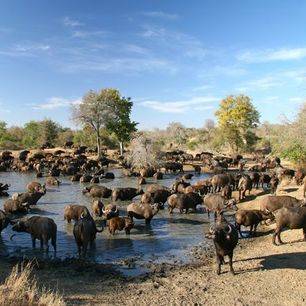 Zuid-Afrika-ThornybushWildreservaat-Chapungu-buffels_2_305054