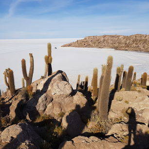 Bolivia-Uyuni-Zoutvlaktes-cactussen_1_356214