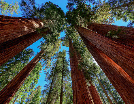 Amerika-Sequoia-National-Park-Bomen