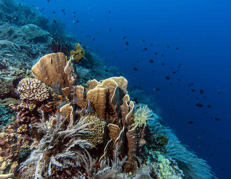 Indonesie-Sulawesi-Siladen-onderwater_1_464636