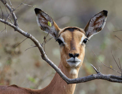Mooie Impala in Zuid-Afrika