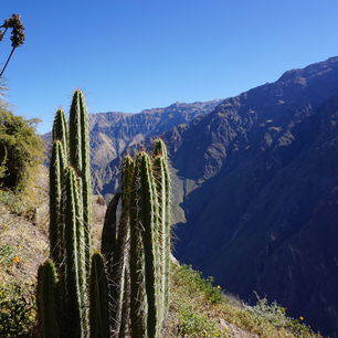 Peru-Chivay-Cactus_1_404112