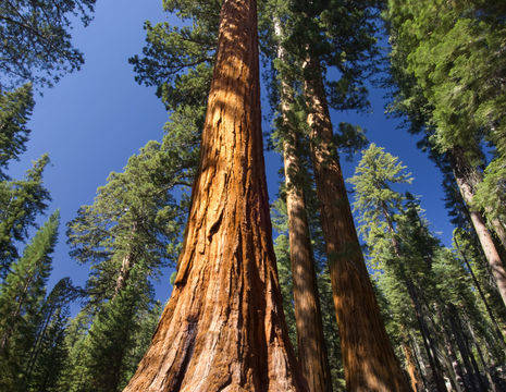 Yosemite-Sequoiabomen-Mariposa-Grove