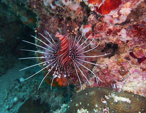 Lombok-GiliTrawangan-onderwater1