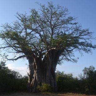 Zuid--Afrika-Krugerpark-Baobab