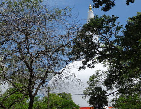 Sri-Lanka-Anuradhapura-witte-dagoba