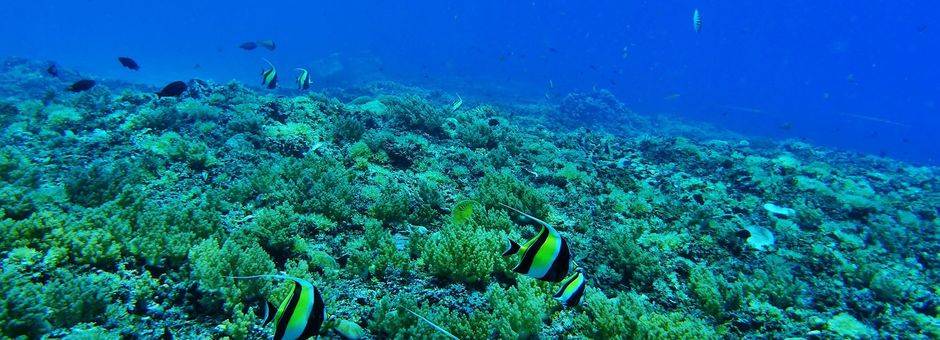 Sulawesi-Bira-Onderwaterwereld