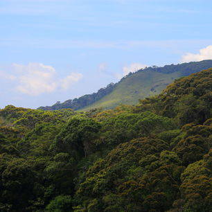 Sinharaja-Rainforest-3_1_375754
