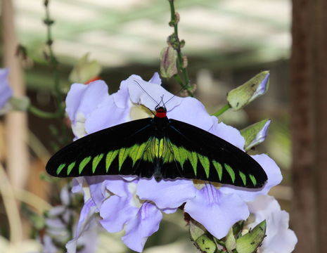 Maleisie-CameronHighlands-vlindertuin1_2