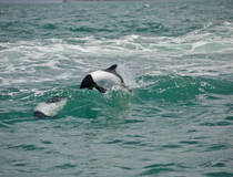 Dolfijnen spotten