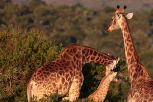 Mbuluzi Game Reserve