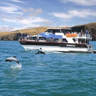 Nieuw-Zeeland-Akaroa-Harbour-Cruise(2)
