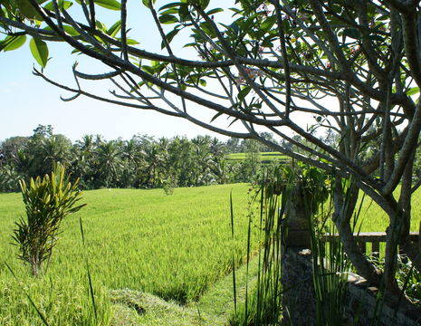 indonesie-bali-ubud-rijstvelden2