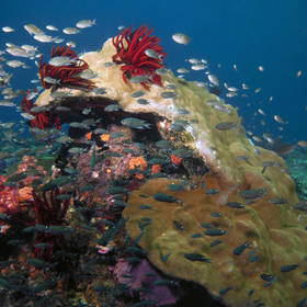 Onderwaterwereld Tioman