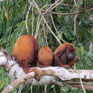 Een familie rode brulapen gespot in de bomen langs de Napo-rivier in de Amazone, 
