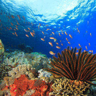 Indonesie-Sulawesi-Onderwaterwereld