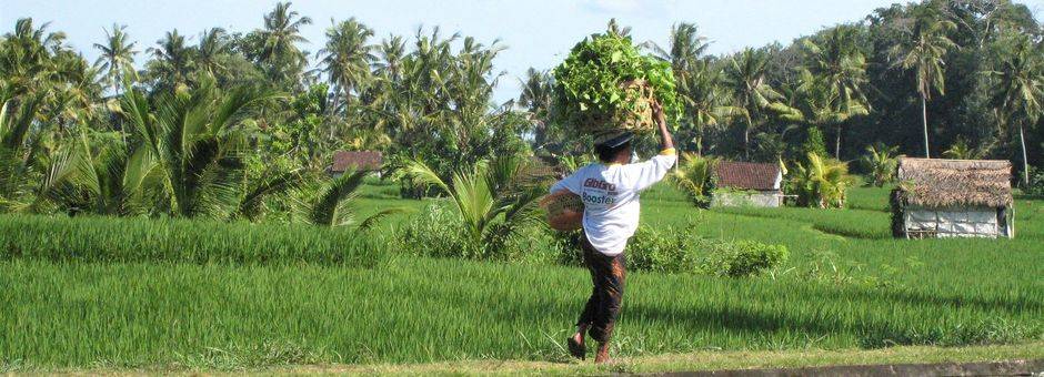Indonesie-Bali-Blayu-rijst-draagster