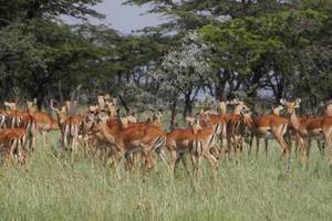 Masai Mara, impala's foto Ingrid(6)