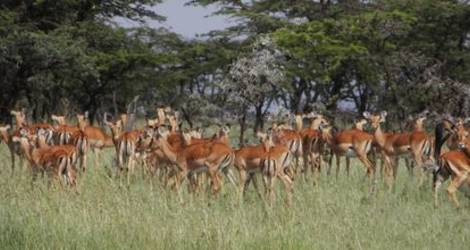 Masai Mara, impala's foto Ingrid(6)
