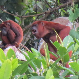 Rode brulapen in de Amazone
