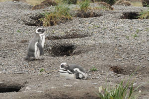 Pinguïns en schapenboerderij