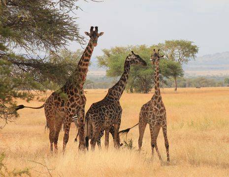 Tanzania-Serengeti-giraf(2)
