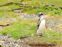 Pinguïns in het Beagle-kanaal