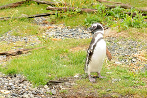 Pinguïns in het Beagle-kanaal