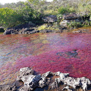 Colombia-Cano-Cristales-roze-rivier