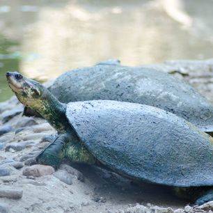 Colombia-TayronaNP-schildpadden