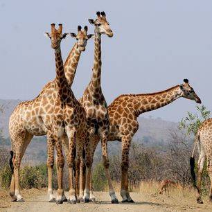 Zuid-Afrika-Hluhluwe-Giraf