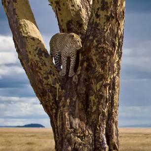 Tanzania-Serengeti-luipaard