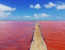 De roze zee