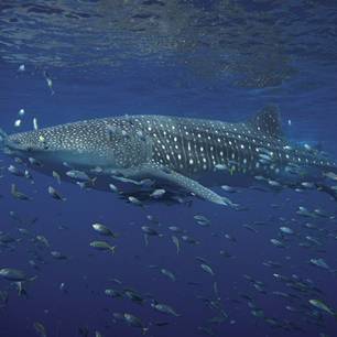 Whale_Shark_Ningaloo_Reef_Exmouth_Western_AU_Australia_415753(5)
