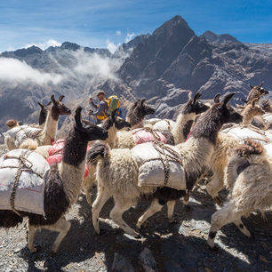 Lamas-El-Choro-Trekking-Bolivia