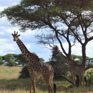Tanzania-Serengeti-Giraffen(2)